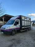 Iveco do przewozu bydła