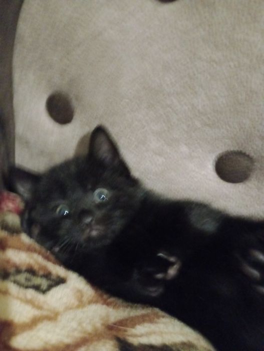 Бенгальскі кошенятка метиси