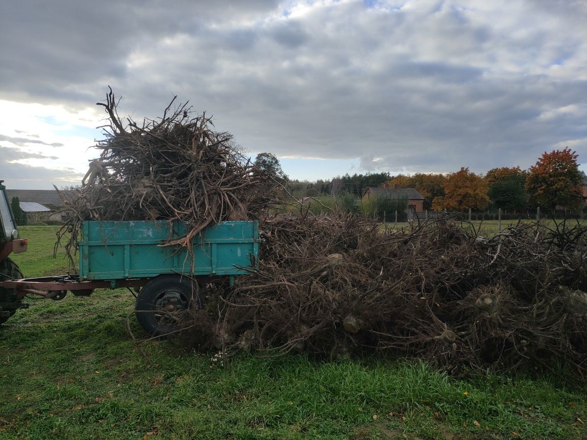 Korzenie z czereśni i śliwek na pellet