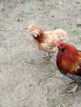 Casal Araucana Adulto