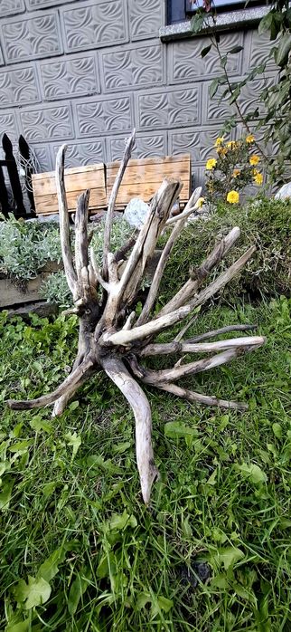 Piękny korzeń do akwarium terrarium