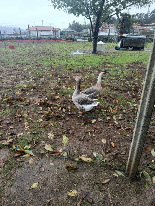 Para vender 3 gansos