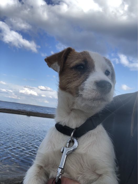 Чистокровний породний Джек рассел тер‘єр