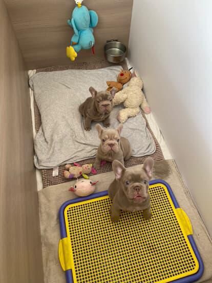 Дівчата та хлопчик