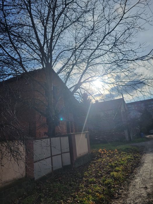 Дерево  Горіх безкоштовно