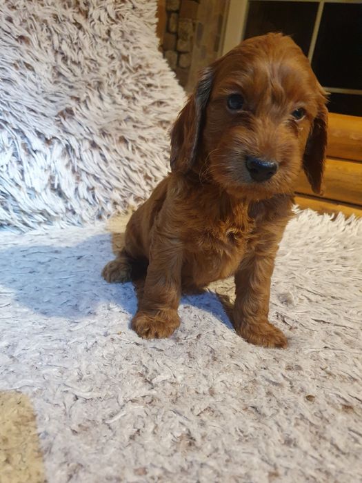 Szczeniak rasy cockapoo