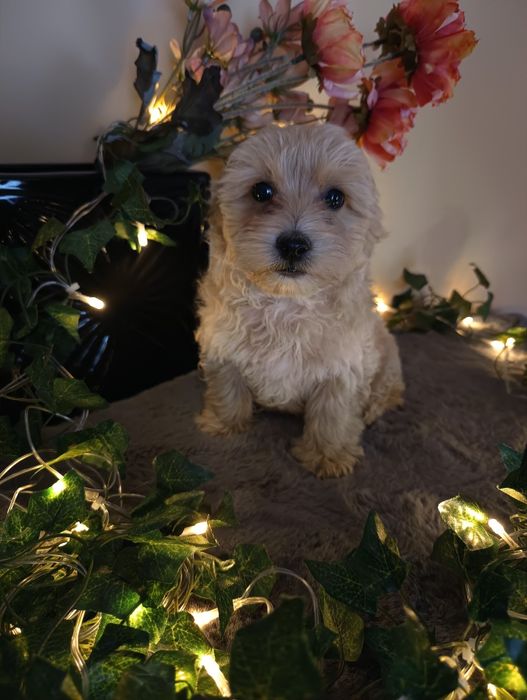 *Maltipoo* piękny pieseczek mini