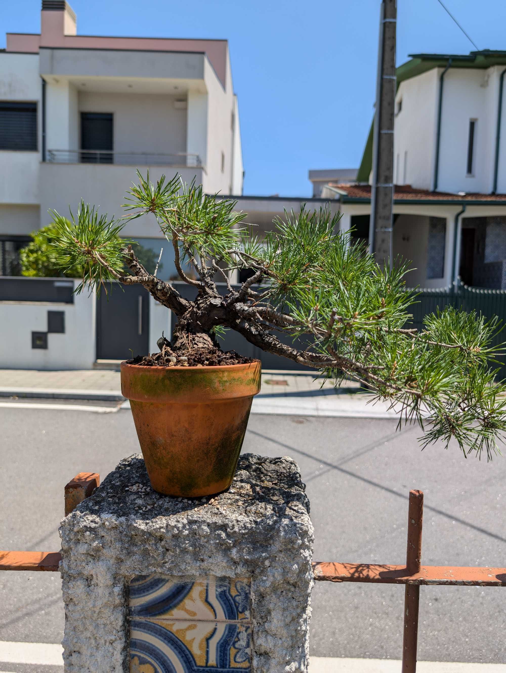Pré Bonsai Pinheiro Silvestre