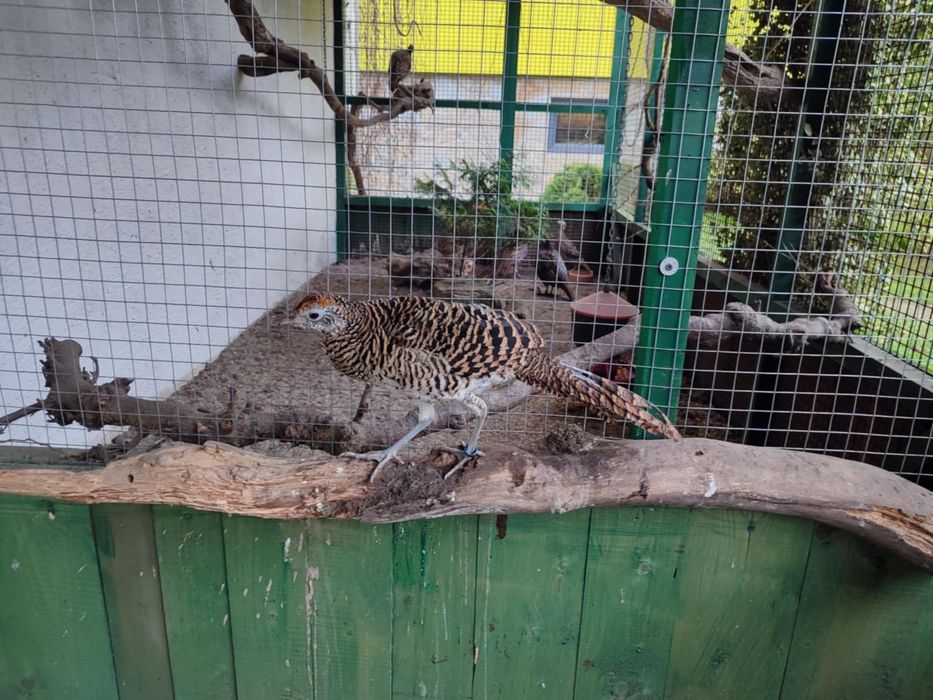 Bażant/ Bażanty/ Sprzedam