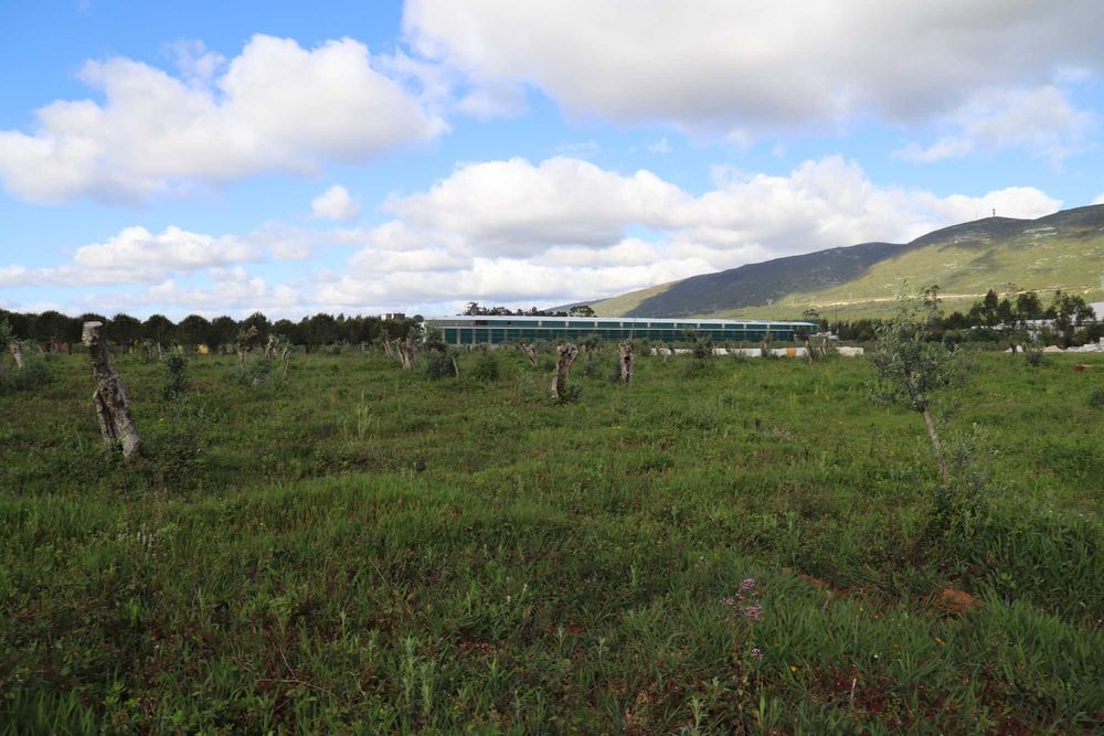 Oliveiras centenárias de variedade galega - Preços de 75€ - 200€