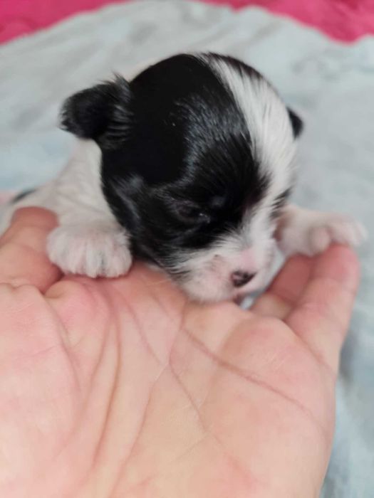 Yorkshire terrier biewer