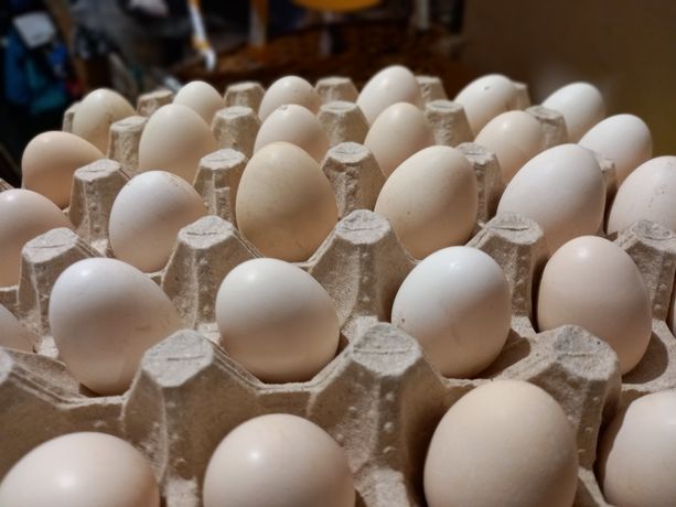Інкубаційне яйце карликових курочок (бентамок)