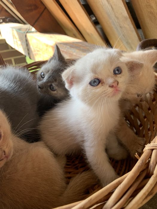 Грайливі, цікаві кошенята.Є  котики і кішечка, до лотка приучені.
