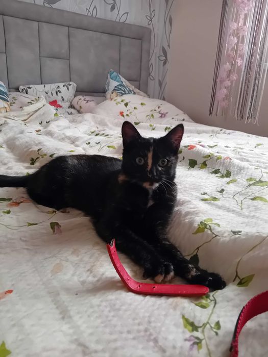 Kotka potzucona w lesie szuka domku