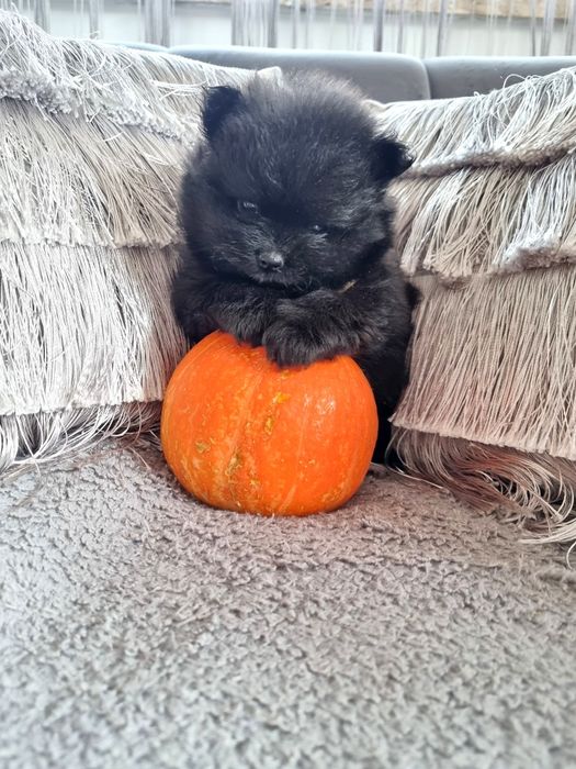Typ Misia Pomeranian BLACK szpic miniaturowy. Typ misia gęste umaszcze