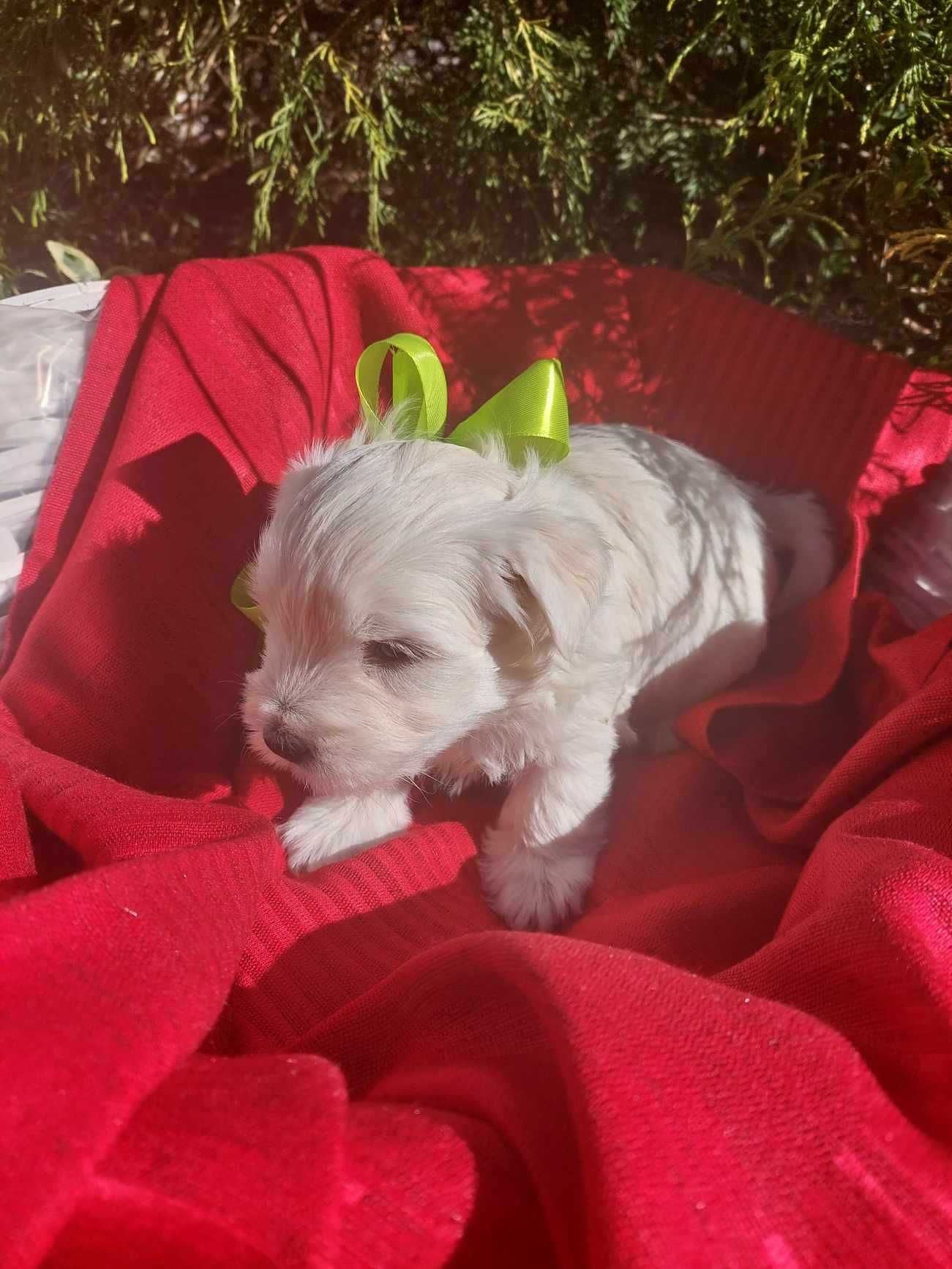 West highland white terrier suczka