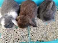 Vendo kit coelhos anões orelhudos