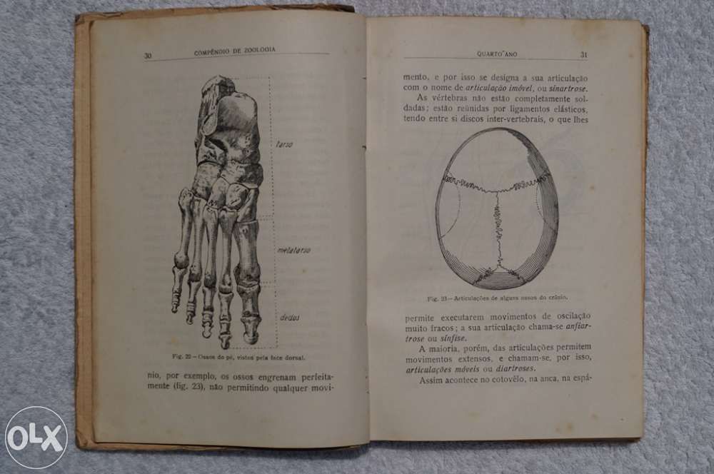 Compendio de Zoologia