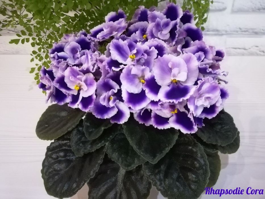 Сортові фіалки: дітки та свіжий зріз