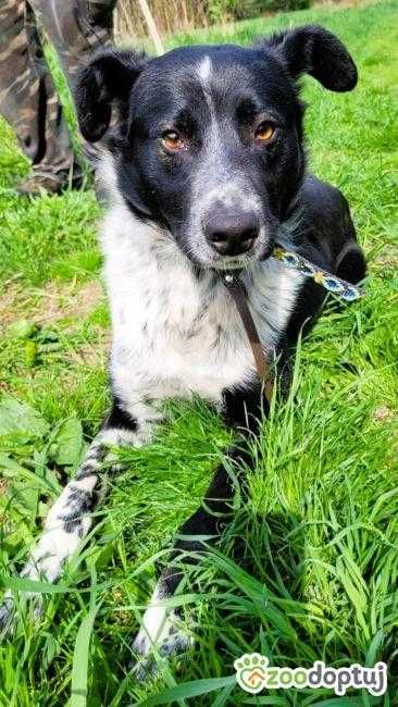 FELIKS - piękny psiak w typie border collie gładkowłosy do adopcji