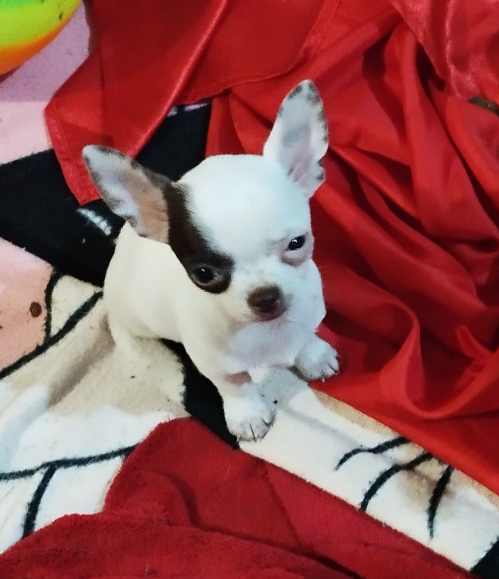 Chihuahua mini piesek