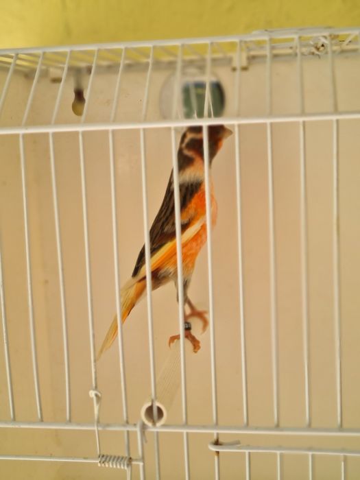 Kanarki Arlekin Portugalski