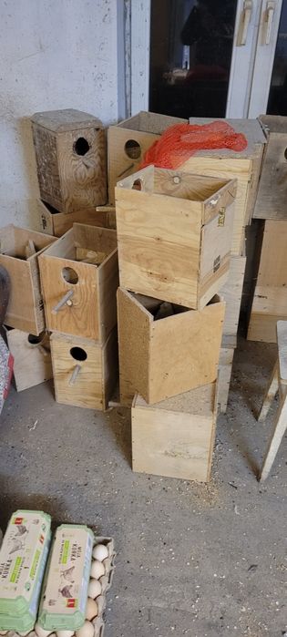 Budki lęgowe , papuga , wiewiórka