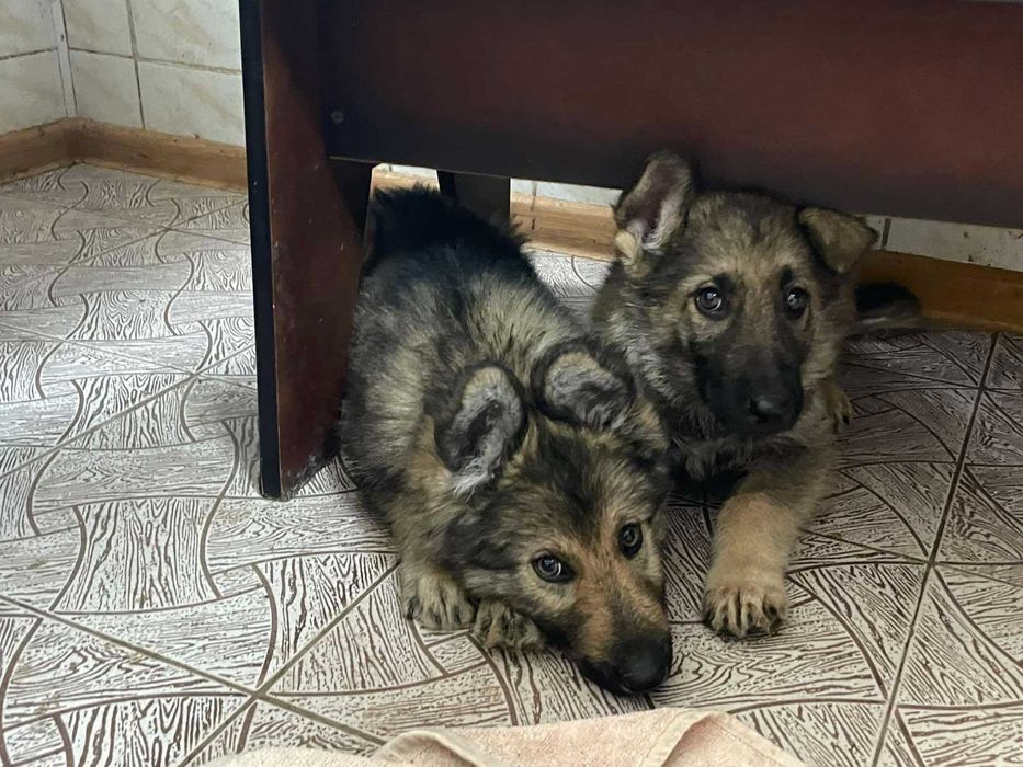 Щеночки немецкой овчарки