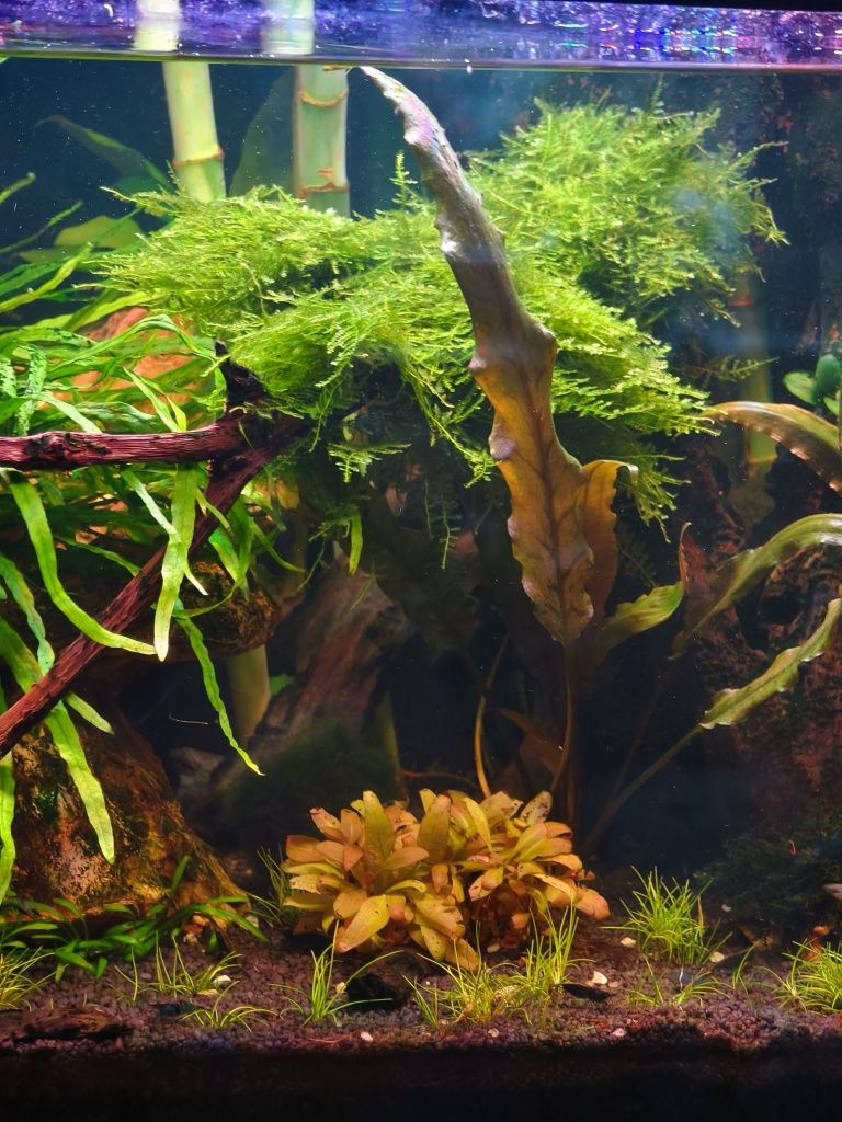 Mech Christmas Moss XXL duża porcja