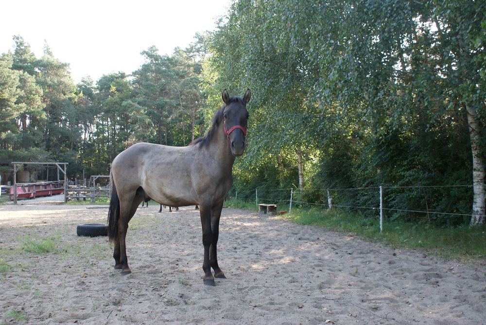Sprzedam rocznego ogierka konika polskiego