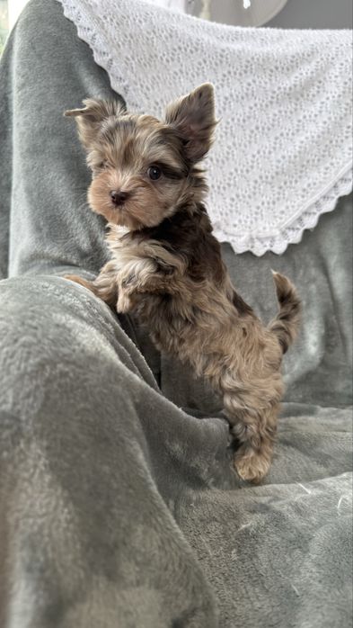 Yorkshire Terrier Chocomerle- sunia