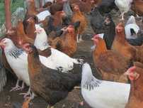 kokoszki kolorowe i leghorn 4 i 5 miesieczne  - Oświęcim