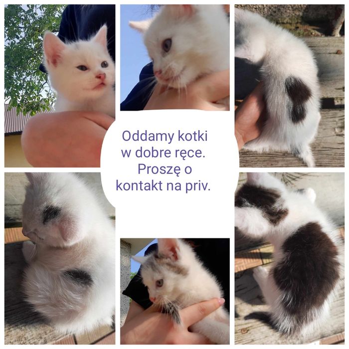 Oddam koty w dobre ręce