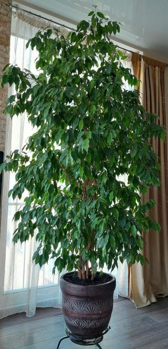 Фікус Бенджаміно