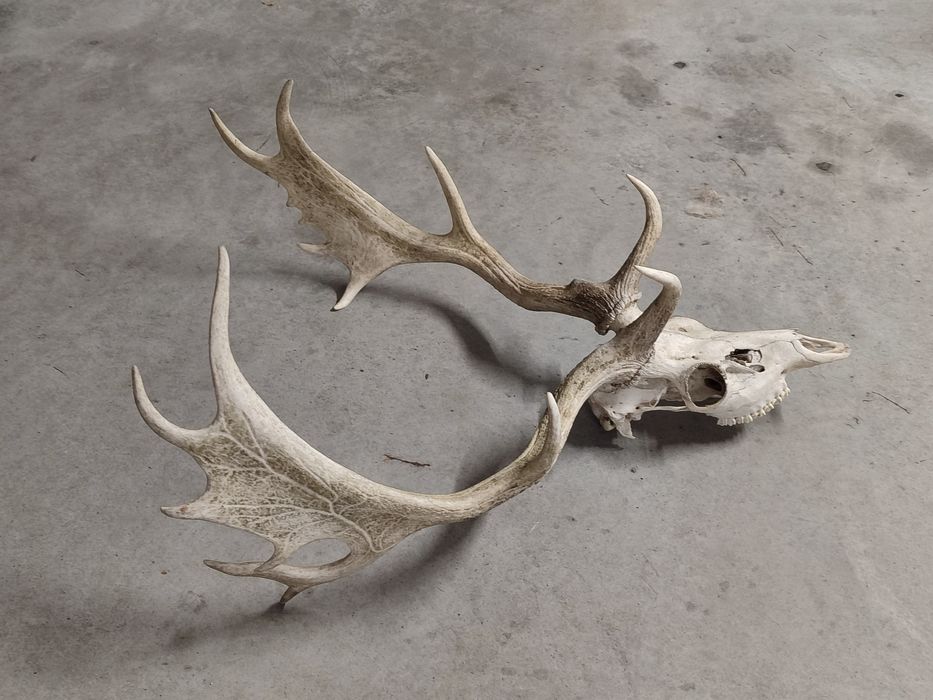 Poroże,łopaty Daniela