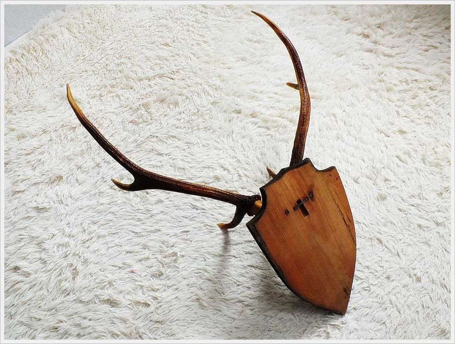 Duże poroże jelenia z czaszą na desce PRL z lat 80' Retro