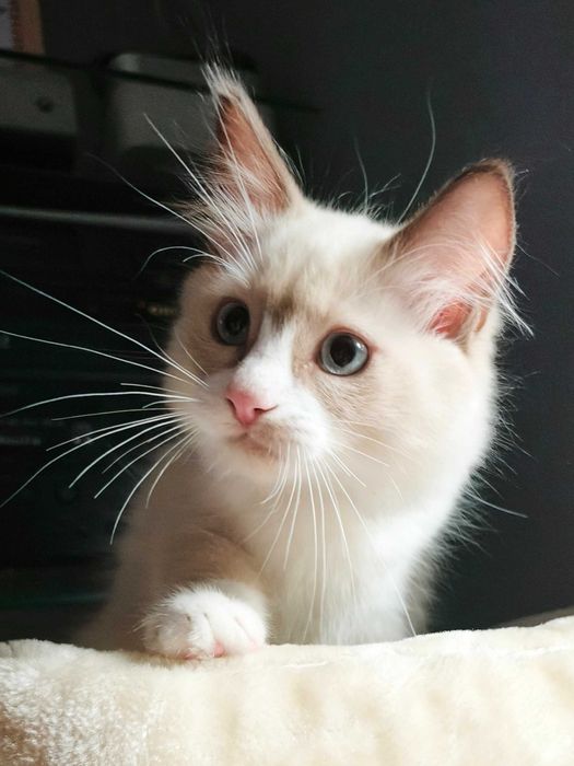 Unikalny Ragdoll mink / Cherubim czekoladowy bicolor