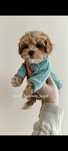 Maltipoo F1 hybryda piesek ze sprawdzonej hodowli