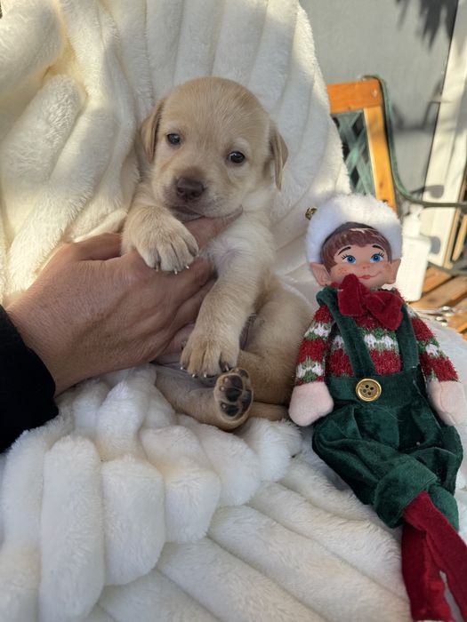 Labrador magnífico,