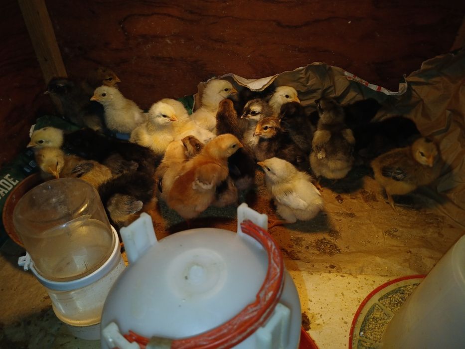 Pintos de raça  a partir  de uma semana