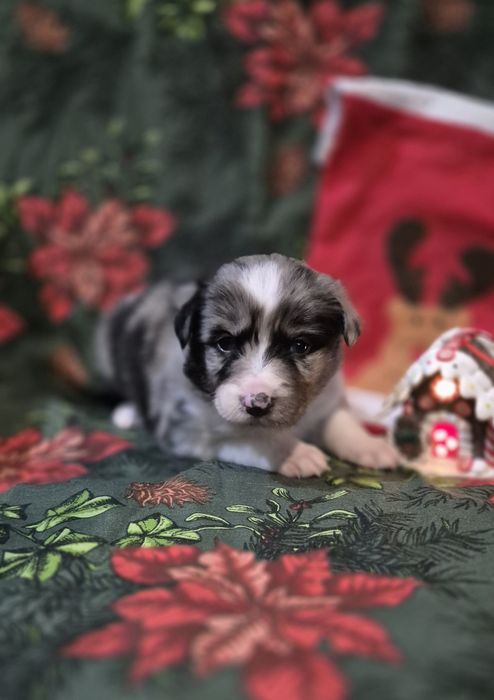 Border collie suczka blue merle
