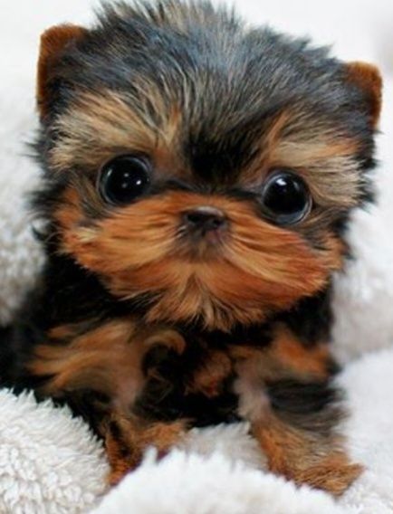 Yorkshire terrier Fofo Exelenfte  ATENÇÃO  PREÇO SÓ HO