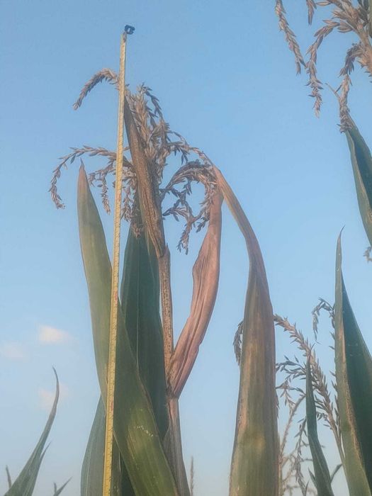 Kukurydza na  pniu na kiszonkę