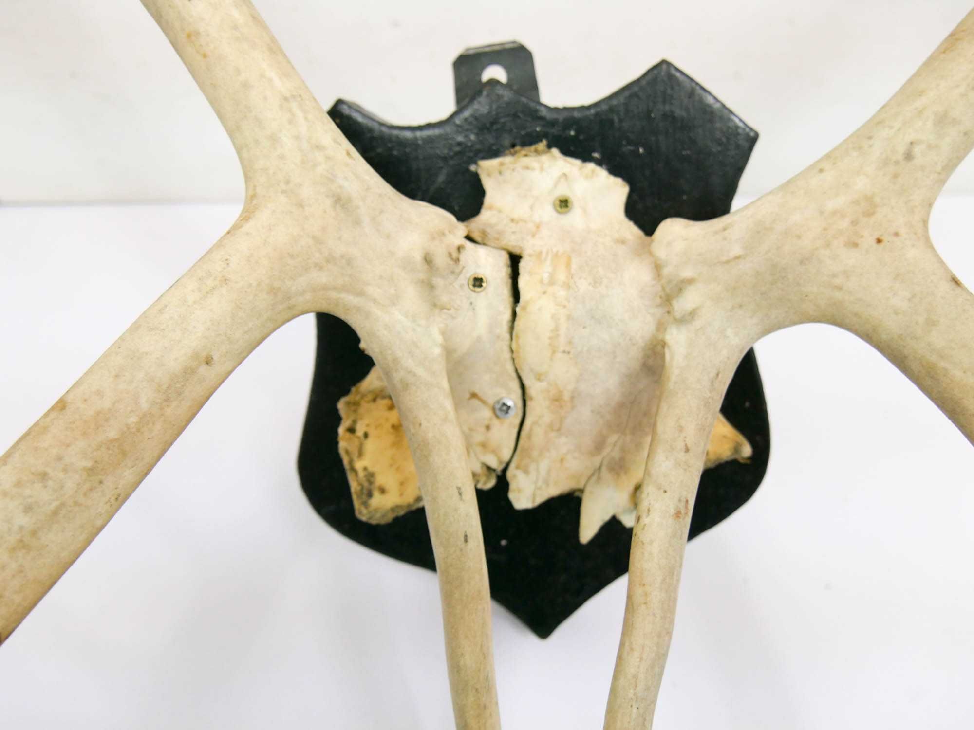 Trofeum Renifer z naturalną czaszką poroże rogi opcja paczki