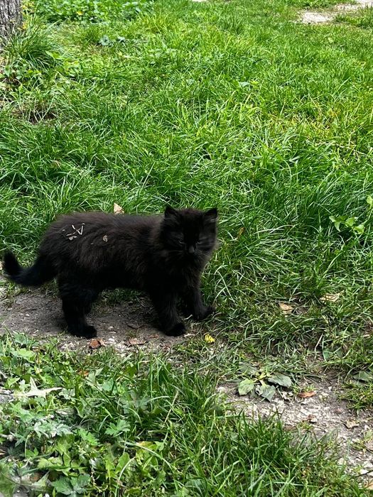 Кошенята в добра руки