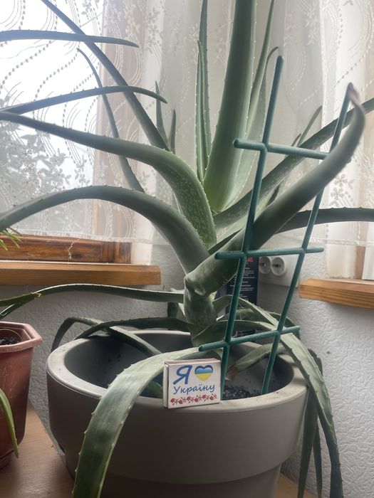 Кімнетні рослини пальми в асортименті