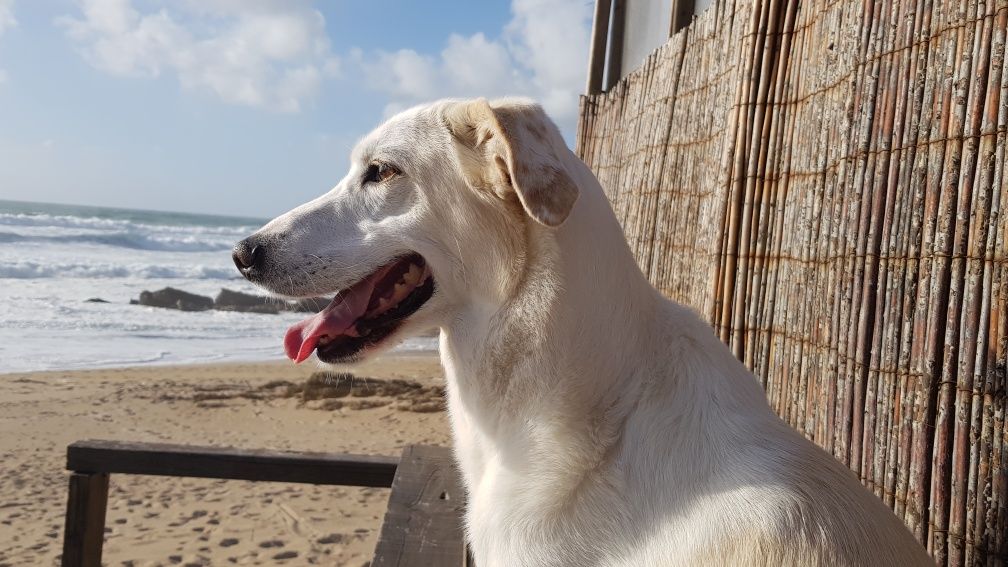 Petsitting e Dogwalking Cascais