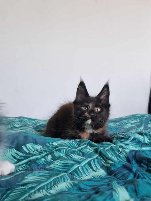 Maine Coon kotka kocięta