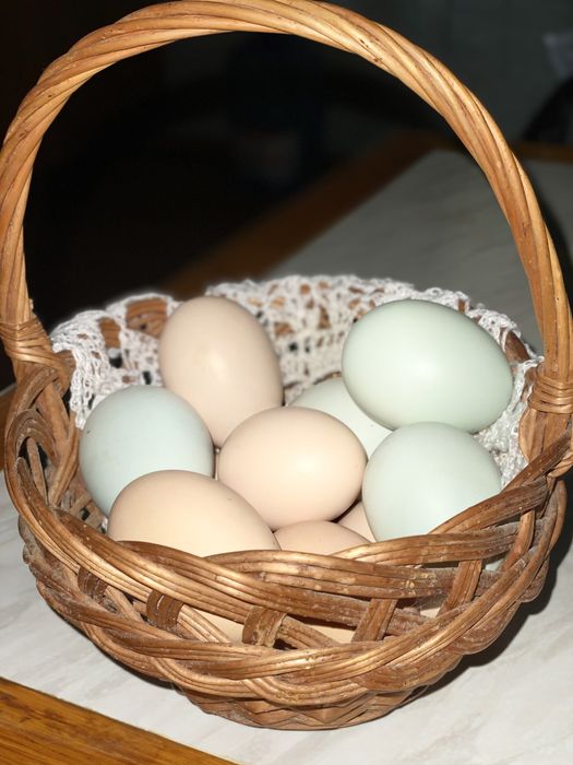 Инкубационное яйцо китайские пуховые куры