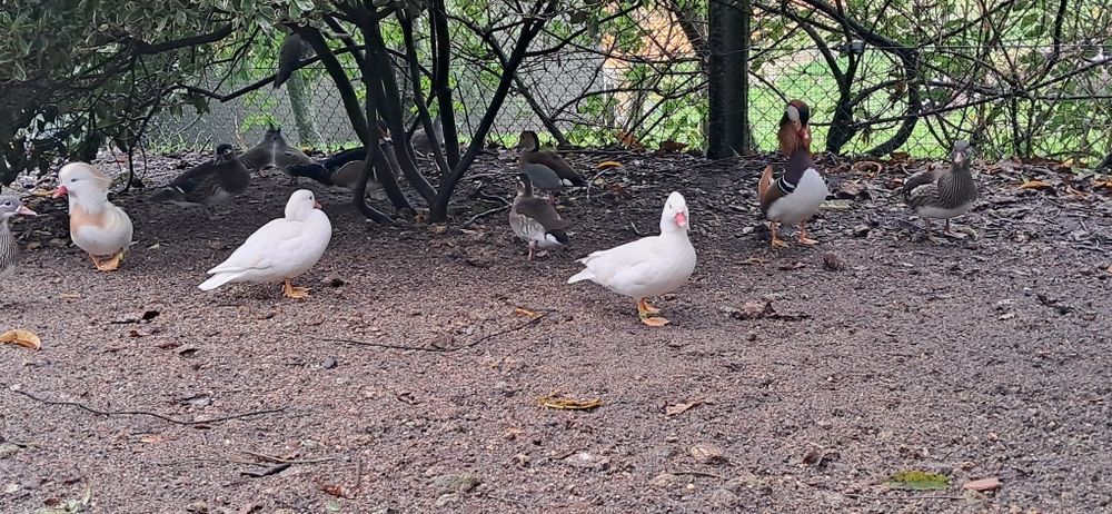 Casais cayugas 2025,  mandarim e carolinos